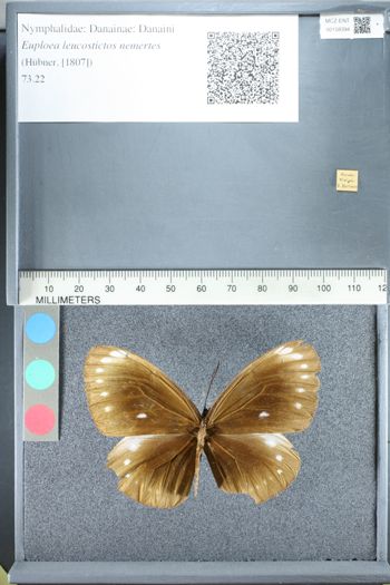 Media type: image;   Entomology 158394